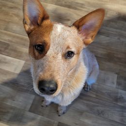 Apollo - Australian Cattle Dog