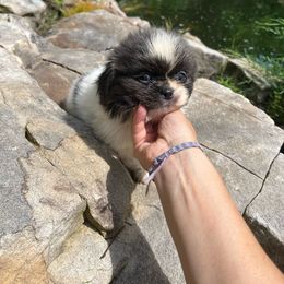 AKC Shep - Gray Pekingese puppy in Cumming, Georgia from Imperial Pekingese