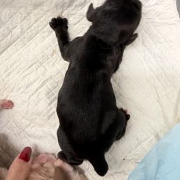 Zira Black girl - Black female Cocker Spaniel puppy in Haines City, Florida from Camic Cockapoos