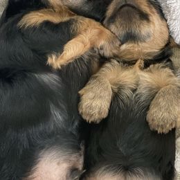 Yorkshire Terriers from Marrield's Yorkie Puppies