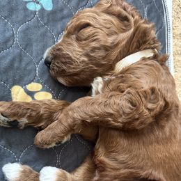 Roquefort (White) - Red  male Poodle puppy in Burwell, Nebraska from Petersen Poodles