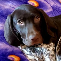 COMET - German Shorthaired Pointer