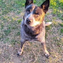 Nova - Australian Cattle Dog