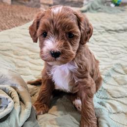 Ruby - Red female Cavapoo puppy in Blackfoot, Idaho from Rocky Desert Goldens and Cavaliers