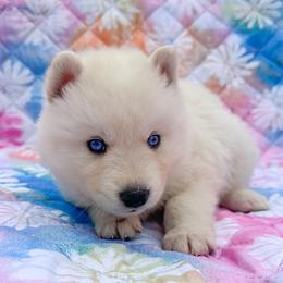 Coconut - Fully Health Tested Parents - White male Siberian Husky puppy in Los Angeles, California from Limitless Huskies