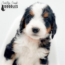 OMER - Tri-color male Bernedoodle puppy in Tipton, Indiana from Country Creek Doodles