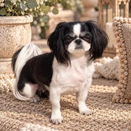 Madison - Shih Tzu