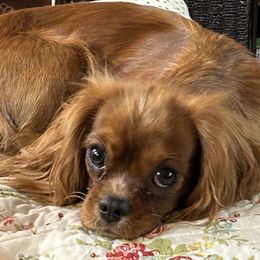Rosie - Cavalier King Charles Spaniel