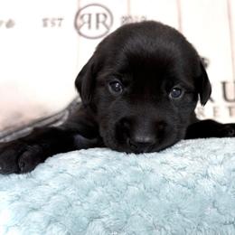 Teal Collar Black Female - Black female Labrador Retriever puppy in Gainesville, Georgia from Rucker Retrievers