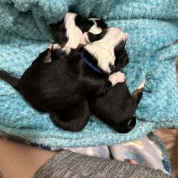 Miniature Australian Shepherd Puppies from Mill Creek Miniature Australian Shepherd