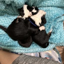 Miniature Australian Shepherd Puppies from Mill Creek Miniature Australian Shepherd