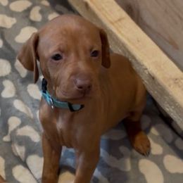 Lovie - Golden rust female Vizsla puppy in Plymouth, Minnesota from Carlson Vizslas