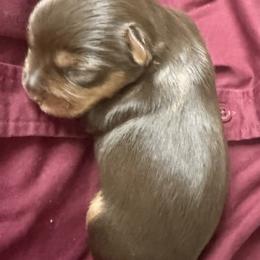 Rolly AKC - Chocolate and tan male Yorkshire Terrier puppy in Labelle, Florida from Chocolate and Parti Yorkies in Florida