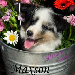 Maxson - Shetland Sheepdog puppy from Bellissimo Shelties