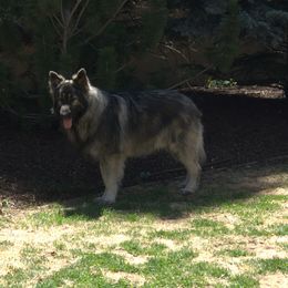 Basil - Shiloh Shepherd