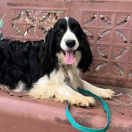 Still Falls the Rain - English Springer Spaniel