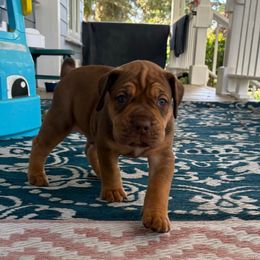 Thor - Reddish brown male Boerboel puppy in Florida from CLAD Guard Boerboels
