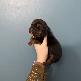 Dolores Umbridge - Black white and tan female Basset Hound puppy in Leroy, Michigan from Iron Sentry Farms