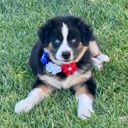Feather - Black tri-color female Australian Shepherd puppy in California from Eagle River Aussies