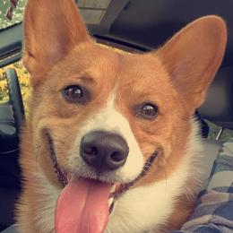 Remi - Pembroke Welsh Corgi