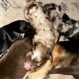 John B - Red merle male Miniature Australian Shepherd puppy in Asheboro, North Carolina from Stellar Aussies