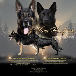 German Shepherd puppies from Vom Haefner German Shepherds