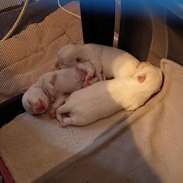 Baby boy 2 - White male Maltese puppy in Albuquerque, New Mexico from SugarBellsMaltese
