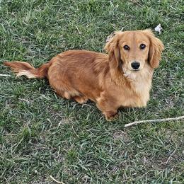 Sage - Dachshund