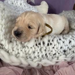 Girl 2 (Canon) (yellow collar) - Light golden female Golden Retriever puppy in Hubbard, Ohio from Whickering Pines Golden Retrievers