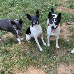 Rat Terriers from Holden Aces Rat Terriers at TSF Farm