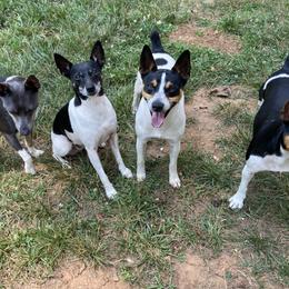 Rat Terriers from Holden Aces Rat Terriers at TSF Farm