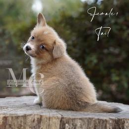 Indigo (Female 1) Tail - Sable female Pembroke Welsh Corgi puppy in Straughn, Alabama from Magnolia Creek Corgis