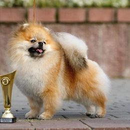 Victor - Pomeranian