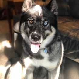 Kovac - Siberian Husky