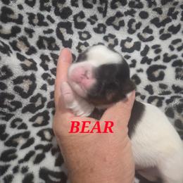 Bear - Black and white male Shih Tzu puppy in Florida from 1st Passion Shih Tzus