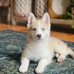 Mink - Merle female Pomsky puppy in Greenville, South Carolina from Thicketty Mountain Pomskies
