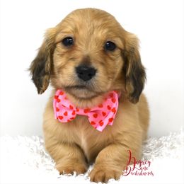 Rocket - Dachshund puppy from Legacy Lane Dachshunds