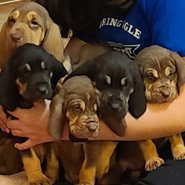 Bloodhounds from Bloodhounds of Barbers Hill