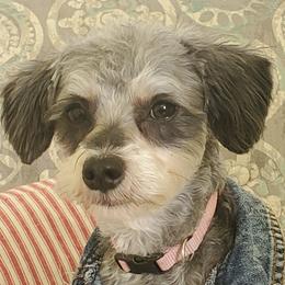 Bella - Schnoodle