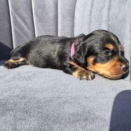 Trout - 1700 - Black and tan female Dachshund puppy in Knoxville, Tennessee from East TN Dachshunds
