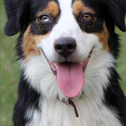 Miniature Australian Shepherd All Grown Up from Antelope Hill Aussies