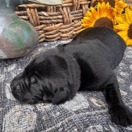 Blue Collar - Black male Labrador Retriever puppy in Longview, Washington from Northwest Cairn Terriers