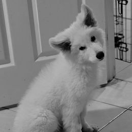 Bentley - White male Berger Blanc Suisse puppy in Brooksville, Florida from Vom Hundhaus Shepherds