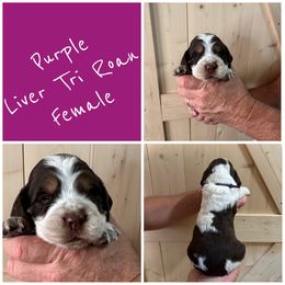 Purple - Tri-Roan female English Springer Spaniel puppy in Godley, Texas from Legacy Springer Spaniels