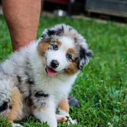 Miniature Australian Shepherd and Toy Australian Shepherd Puppies from Blue Springs Aussies