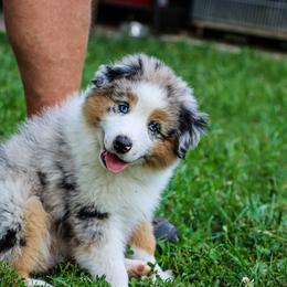 Miniature Australian Shepherd and Toy Australian Shepherd Puppies from Blue Springs Aussies