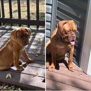 Dogue de Bordeaux and French Bulldog All Grown Up from Amore Kennel