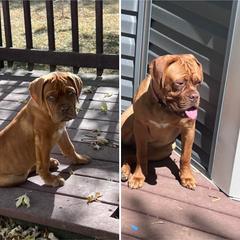 Dogue de Bordeaux and French Bulldog All Grown Up from Amore Kennel