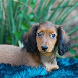 Male 1 - Red male Dachshund puppy in Childress, Texas from Taylor Farms