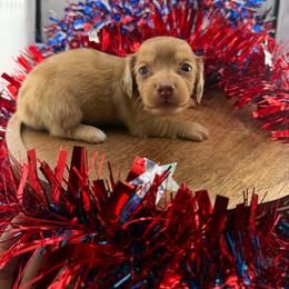 MWF2 - Dapple female Dachshund puppy in Carthage, Texas from Rafter C Ranch Doxies